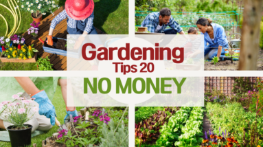 Gardening Tips: Title