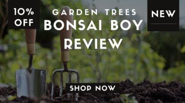 Bonsai Boy Review