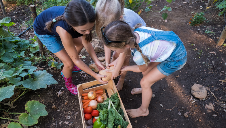 Vegetable Gardening for Freshmen: The Full Information